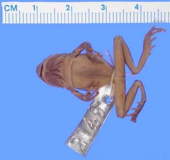 Media type: image; Herpetology A-2149